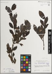 Foto von Salix mielichhoferi Saut. x Salix myrsinifolia Salisb.